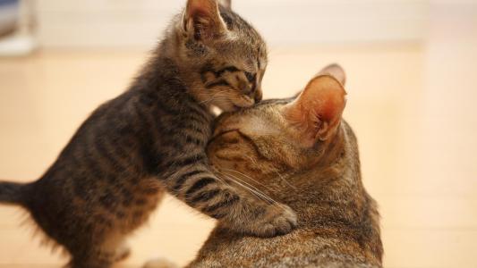 一只小猫亲吻他的母亲