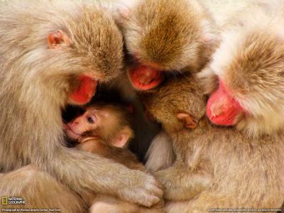 一个友好的猴子家庭