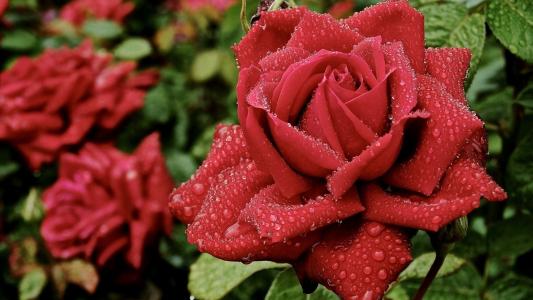 美丽的红玫瑰，在雨中的花园里