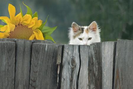 白色的猫从栅栏后面望出去