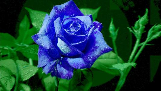 明亮的蓝色玫瑰