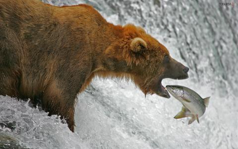 熊抓住三文鱼鱼