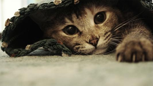 有趣的漂亮的猫在垫子下