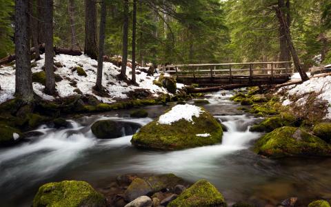 溪在美国俄勒冈州的森林里