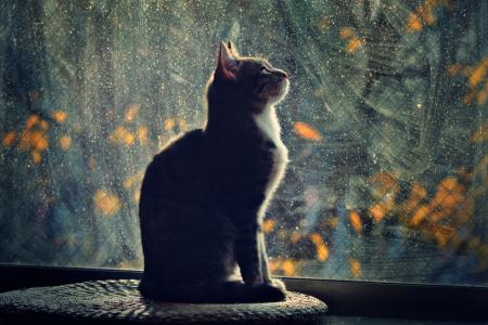 猫望着窗外
