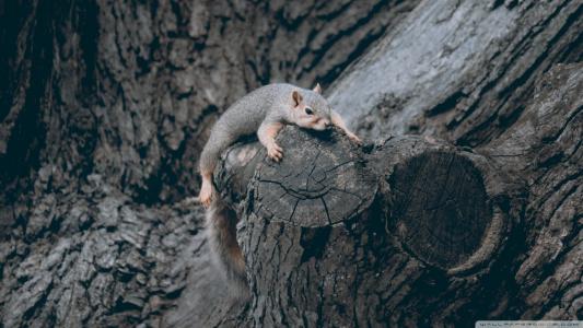 爬树的松鼠