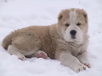 可爱的小高加索牧羊人在雪地里