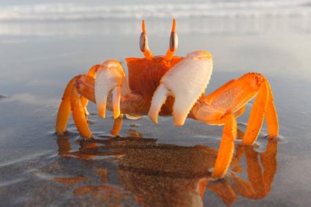在浅水中的橙色螃蟹