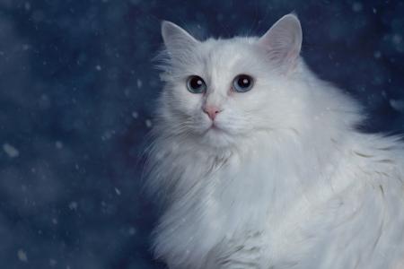 白色蓬松漂亮的猫，蓝眼睛
