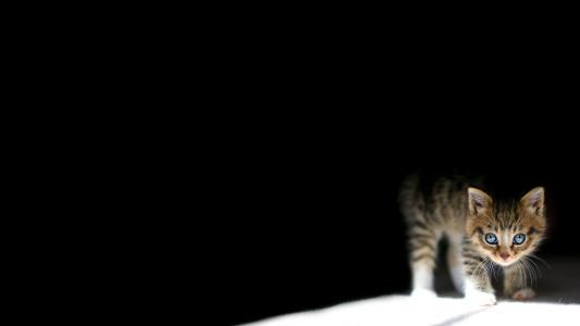 一只小猫从黑暗中望出去