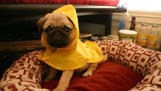黄色睡衣的狗