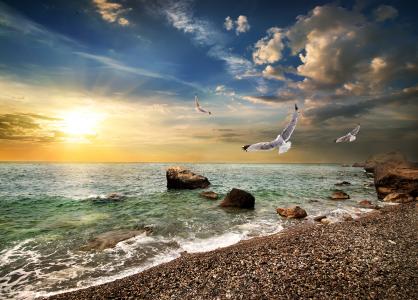 日落时分，海鸥飞过海边