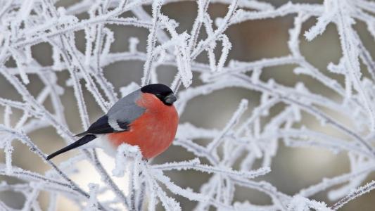 红腹灰雀覆盖着白霜树枝