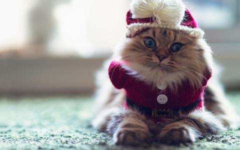 一件有趣的蓬松猫在一件衣服