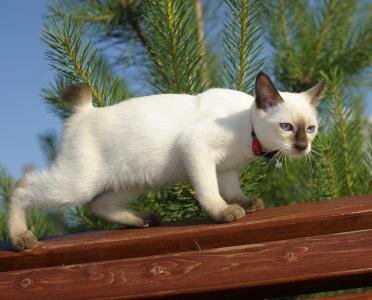 有人看到的篱笆上的暹罗猫