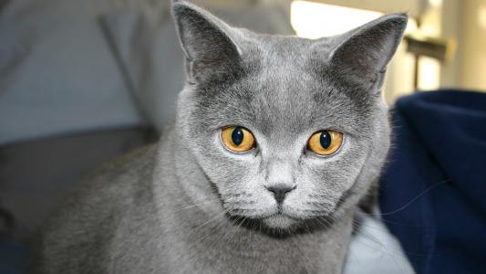 黄眼睛的俄罗斯蓝猫