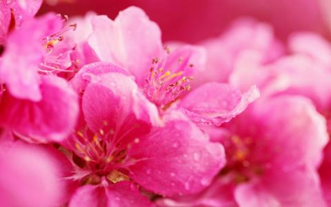 春天粉色的花朵