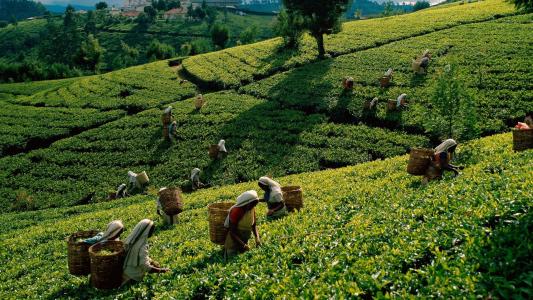在斯里兰卡清洗茶