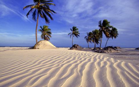 在巴西的海滩和棕榈树