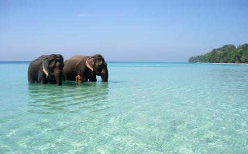 在安达曼群岛上的大象