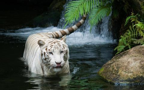 宏伟的白色老虎