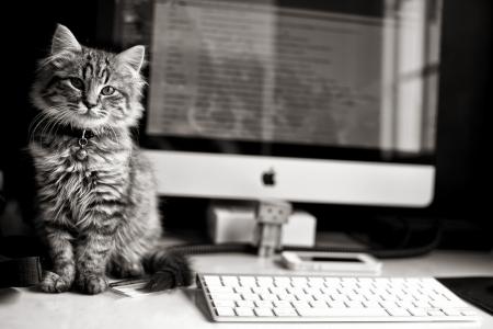 小猫在电脑上