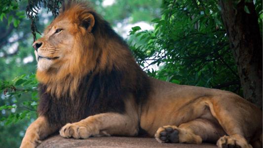 动物园的沙皇 - 狮子座