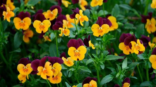 黄色和勃艮第的三色紫罗兰，鲜花