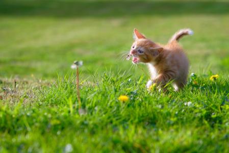 一只红色的小猫玩蒲公英花