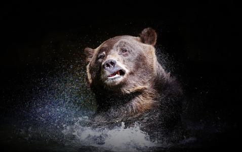 大棕熊摇动黑色背景上的水