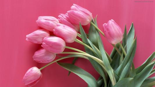 粉红色的郁金香花束