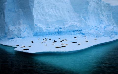 海豹躺在靠近水面的蓝色冰面上