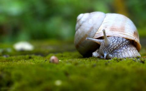 蜗牛爬上草地