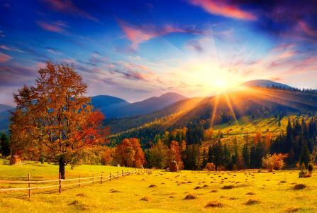 秋天的田野，树木在灿烂的阳光的光线