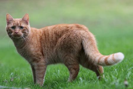 站立在绿草的哀伤的红色猫