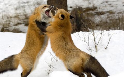 狐狸战斗
