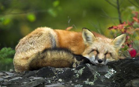 睡觉的红狐狸