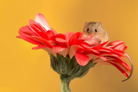 一个有趣的小老鼠坐在一个红色的非洲菊花卉