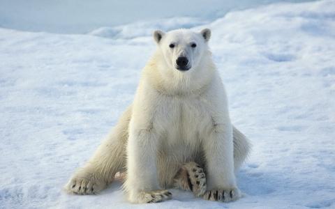 坐北极熊