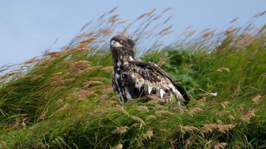 阿拉斯加老鹰坐在草地上