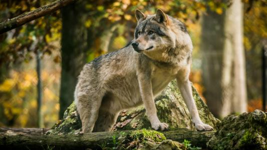 森林里的大狼站在一块石头附近