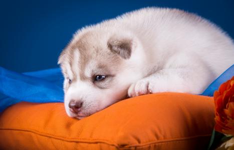 小悲伤的爱斯基摩小狗躺在枕头上