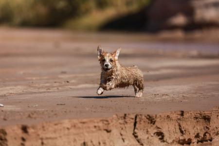 湿的威尔士柯基犬小狗正沿着沙滩跑