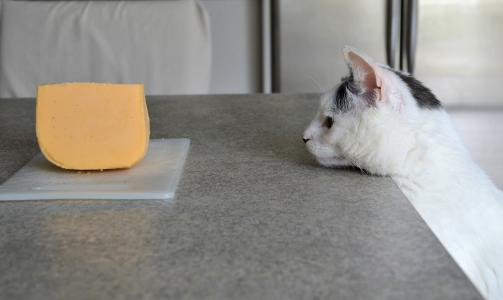 猫看着桌子上的一块奶酪