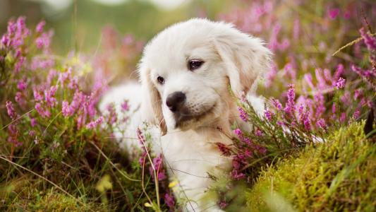 一只金毛猎犬的一只小小狗在花中