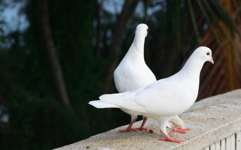 在栏杆上的两只白色的鸽子
