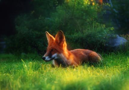在草地上的红狐狸