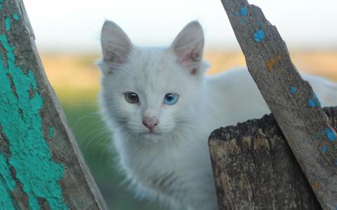 肮脏的白色猫用不同的眼睛