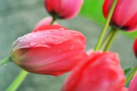 雨后的粉红色郁金香