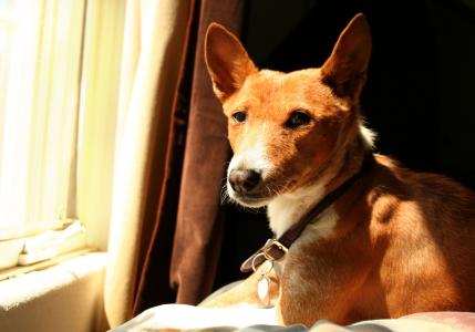 Basenji品种的美丽的狗在窗口附近品种
